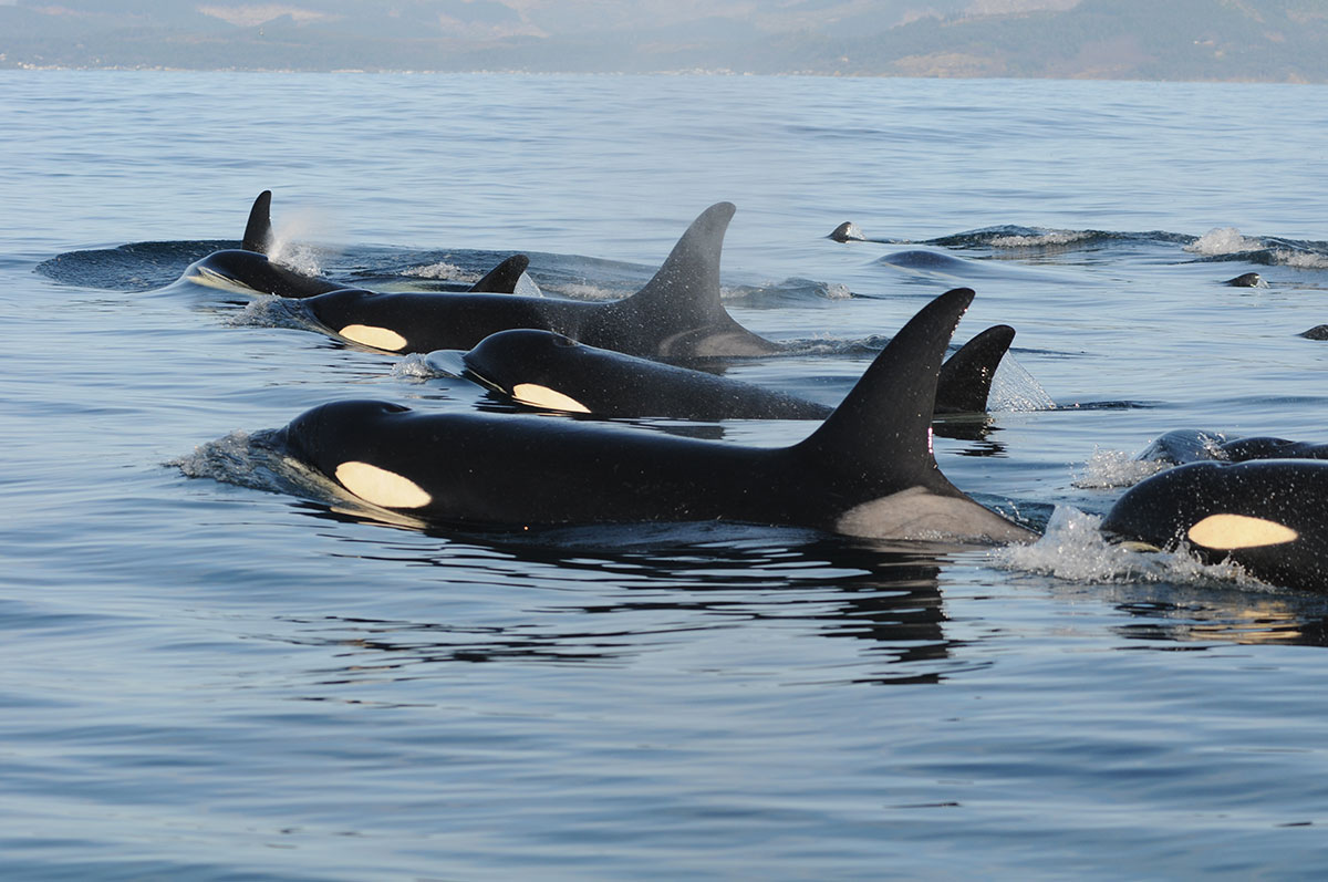 Killer whales