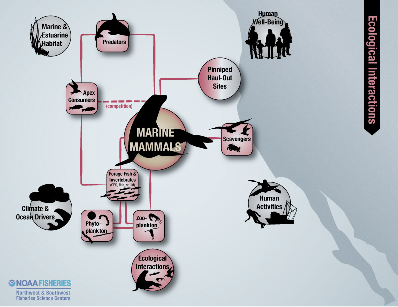 marine mammals ecological interactions