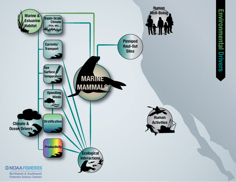 marine mammals environmental drivers