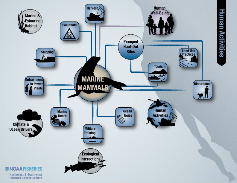 marine mammals human activities