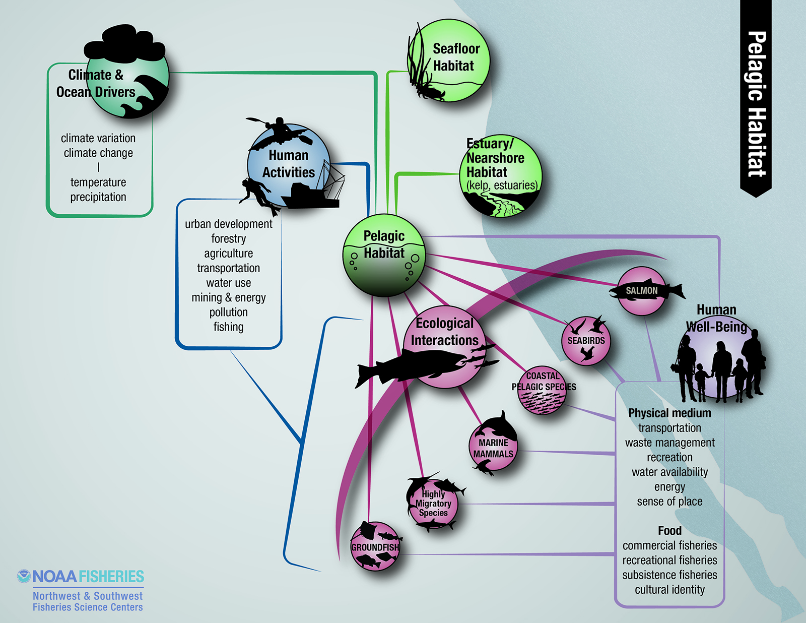 pelagic habitat diagram