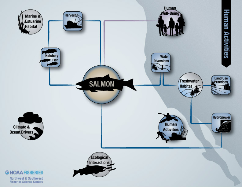 Salmon-human connections flowchart