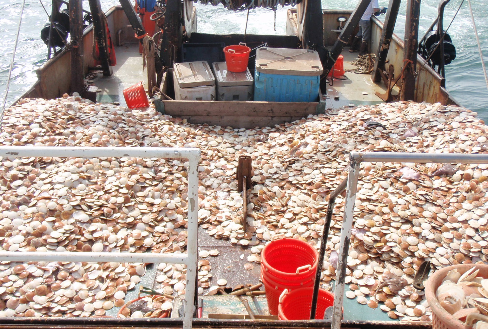 A boat deck full of sea scallops.