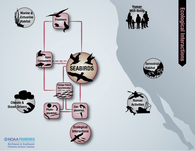 seabirds ecological interactions