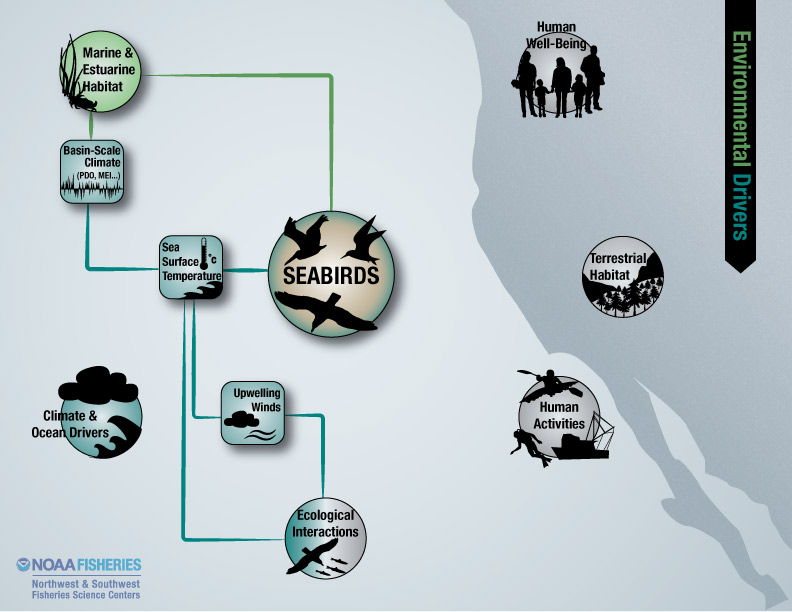 seabirds environmental drivers