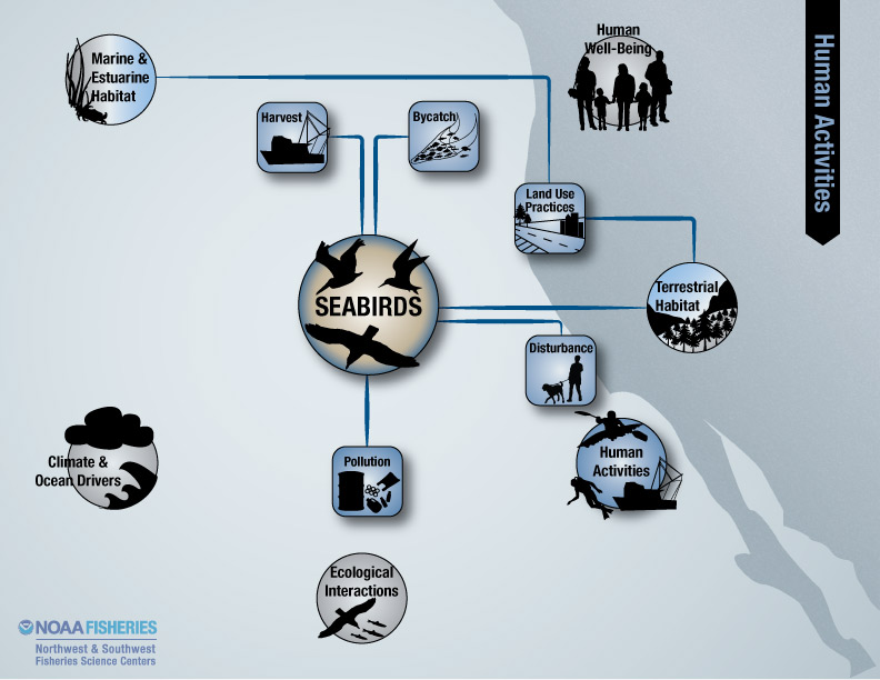 seabirds human activities