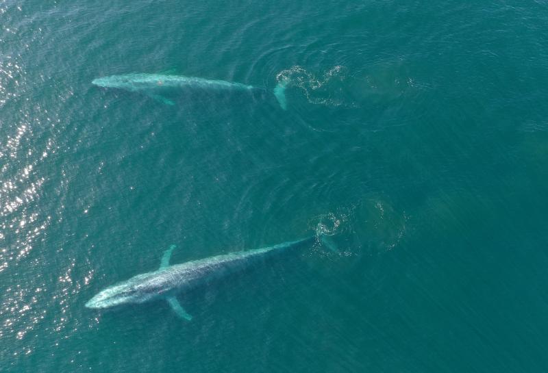 Two tagged blue whales swim in Monterey Bay in 2016.