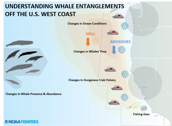 understanding whale entanglements