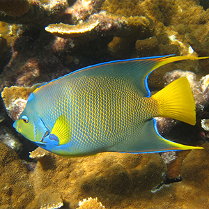 Fish in Florida Keys