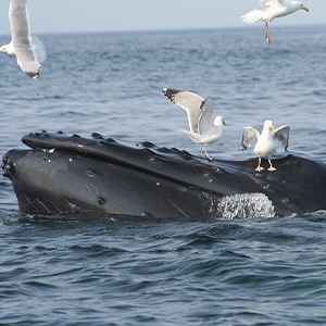 whale in the Atlantic ocean