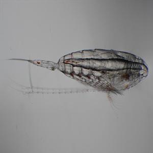 copepod