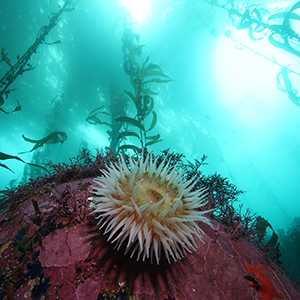 anemone and kelp